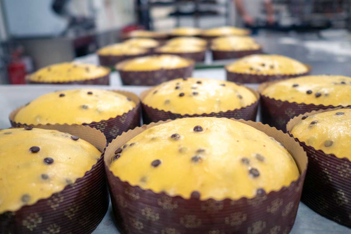 panettoni pronti per essere infornati