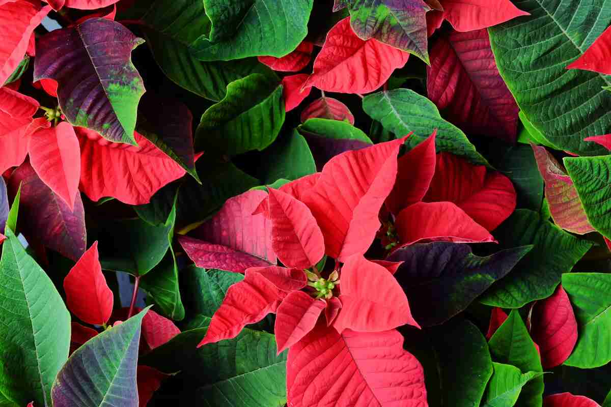 stella di natale sana e rigogliosa