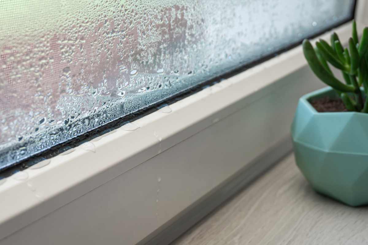 finestra umida e piantina
